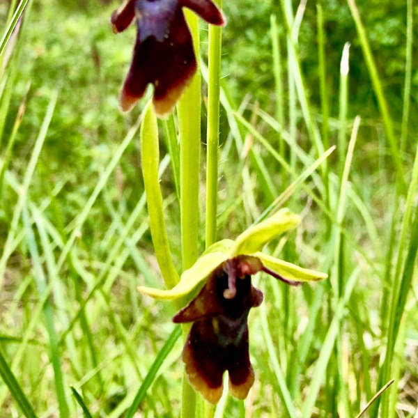 Ophrys insectifera (aymoninii ??)